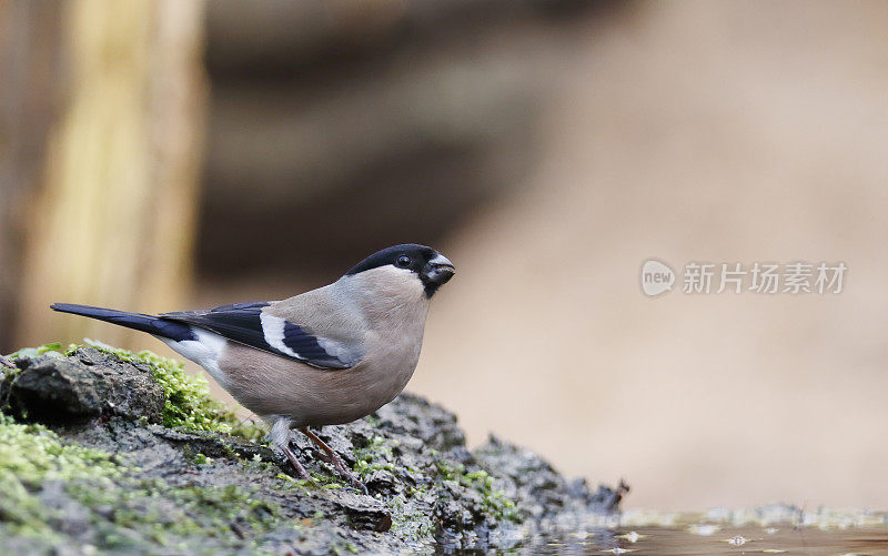 欧亚红腹灰雀(Pyrrhula Pyrrhula)雌性饮水